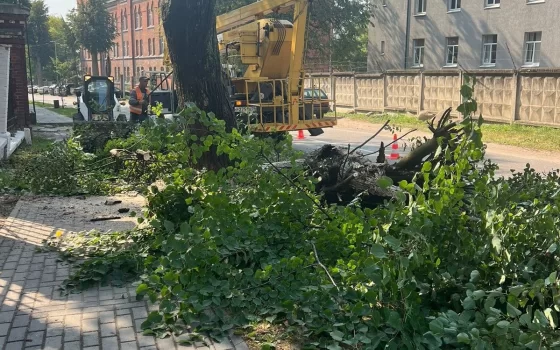 В Гусеве спилили дерево, которое, вероятно, загорелось само по себе