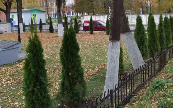 Захоронение на Юрия Смирнова украсили аккуратные туи