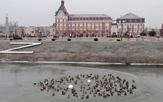 В Гусеве жители опасаются за судьбу водоплавающих птиц. Река Писса скована льдом