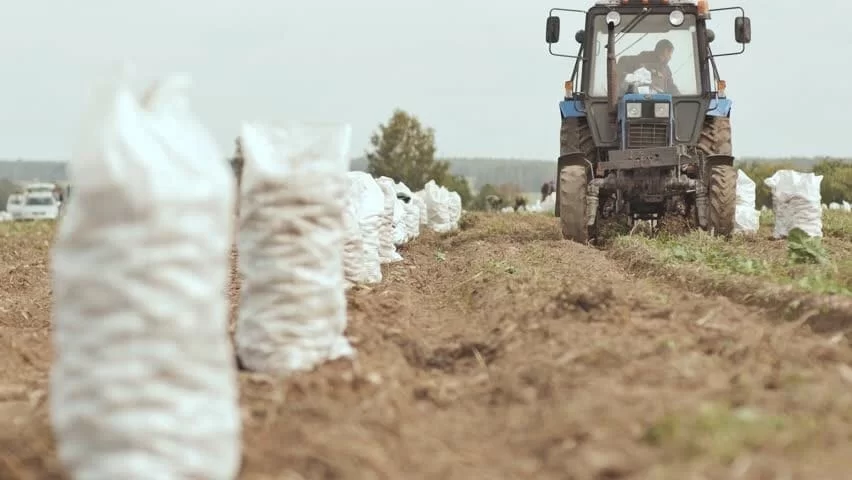 Жители Гусева могут воспользоваться общественными огородами для посадки картофеля