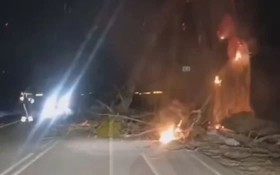 Под Гусевом горящее дерево остановило движение на трассе