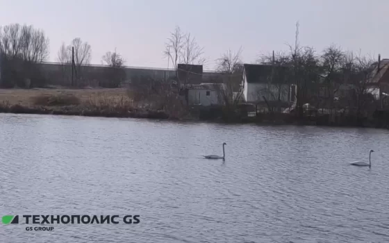 Гусевский лебедь воссоединился со своей спутницей