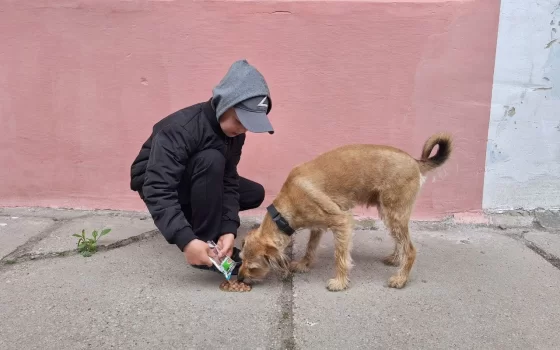 Волонтёры ДЮЦ накормили бездомных животных