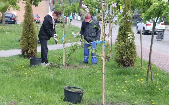 На улицах Гусева высадили более 200 деревьев