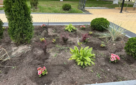 В Гусеве завершили высадку бегоний: яркие клумбы украсили город