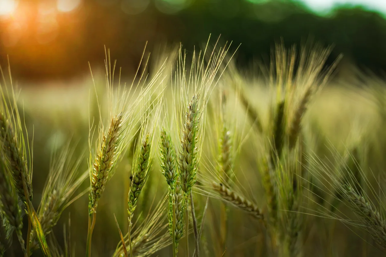 Сельское хозяйство Гусевского округа показывает устойчивый рост