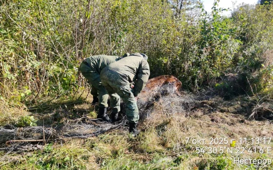 В Виштынецком парке госинспекторы вместе с пограничниками спасли оленя