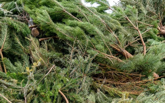 В Гусеве определили площадку для сбора новогодних елей