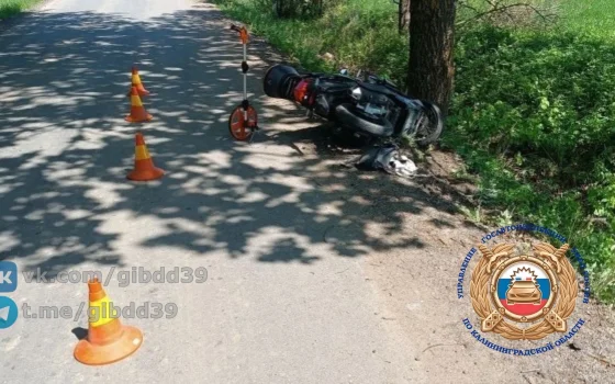 В Гусевском районе водитель скутера врезался в дерево