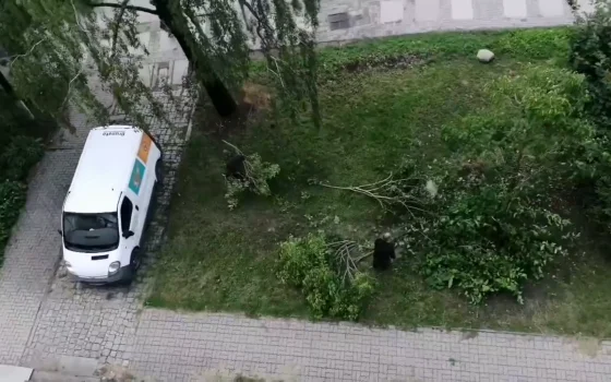 В Гусеве неизвестные вырубили сирень и травят берёзу химикатами