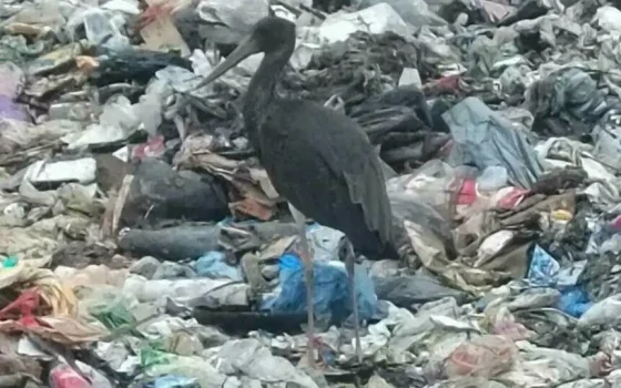 На мусорном полигоне вблизи Гусева бродит похожий на трубочиста одинокий аист